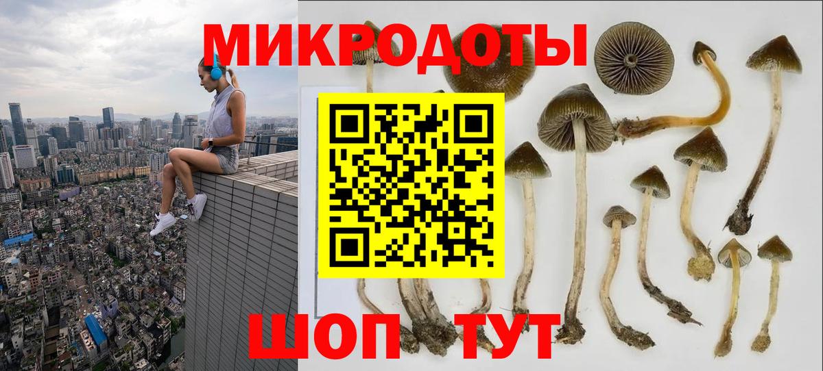 Псилоцибиновые грибы мицелий Тольятти